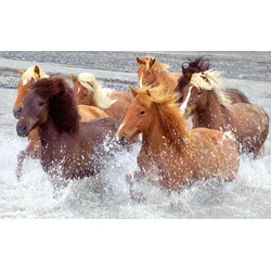 Fototapete PAPERMOON "ISLAND-PFERDE-PONY FLUSS INSEL STRAND MEER TIER NATUR", bunt, B:3,00m L:2,23m, Vlies, Tapeten