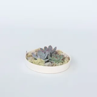 Plant in a Box - Garden Mix Weiß - Echeveria lilacina - Höhe 8cm