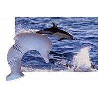 NaturGut Dinkel Nackenkissen Nackenhörnchen Delfin mit Reisverschluss