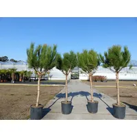 gruenwaren jakubik Garderobe Pinus Pinea 180 cm Pinie