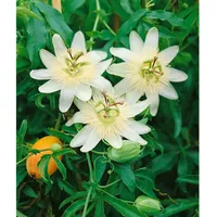Pflanzen Für Dich Passiflora caerulea 'Constance Elliot', Passionsblume, weiß,