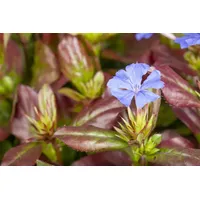 Pflanzen Für Dich Ceratostigma plumbaginoides, Bleiwurz, blau blühend, ca.