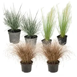 Plant in a Box - Ziergras-Set - 6 Stk - Stipa, Festuca, Carex - Höhe 15-25cm - Topf 11cm