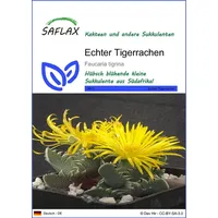 SAFLAX - Kakteen - Echter Tigerrachen - 40 Samen