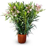 sunny-tree Sunny Tree - Pflanze - Oleander - Nerium Oleander - Farbe Rosa 100-120 cm - für draußen Immergrün im Winter Mediterrane Pflanze