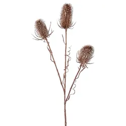 Gasper Kardendistel in Farbe Kupfer