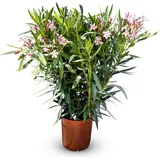 sunny-tree Oleander Farbe Rosa 100/120 cm Nerium Oleander Pflanze für draußen Immergrün im Winter