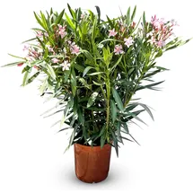 sunny-tree Oleander Farbe Rosa 100/120 cm Nerium Oleander Pflanze für draußen Immergrün im Winter