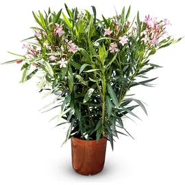 sunny-tree Oleander Farbe Rosa 100/120 cm Nerium Oleander Pflanze für draußen Immergrün im Winter