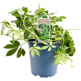 Pflanzen Für Dich Gynostemma Pentaphyllum Jiaogulan Ca. 11x11 cm Topf Kletterpflanze