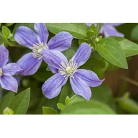 Pflanzen-für-dich.de - Clematis integrifolia 'Arabella' 2L 60- 100