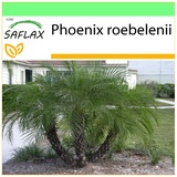 Saflax - Zwerg - Dattelpalme - 25 Samen - Phoenix roebelenii