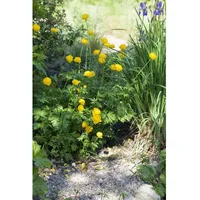 Pflanzen Für Dich Trollius europaeus, Europäische Trollblume, ca. 9x9