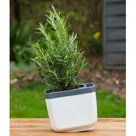 Gusta Garden Herbs Buddy 15,3 x 14,8 x 14 cm Weiß