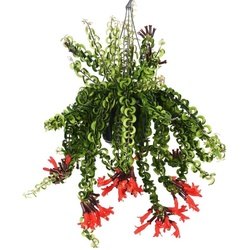 Plant in a Box Aeschynantus Twister - Schamblume Höhe 20-30cm
