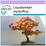 Saflax - Bonsai - Amerikanischer Amberbaum - 100 Samen - Liquidamber styraciflua