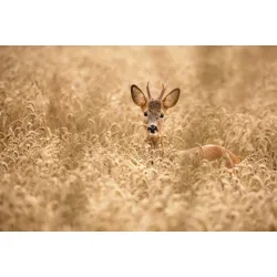 Fototapete PAPERMOON "Photo-Art ALLAN WALLBERG, HIRSCH IM FELD", bunt, B:4,00m L:2,60m, Vlies, Tapeten