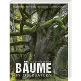 Bayerland Faszinierende Bäume in Oberbayern
