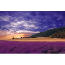 Fototapete PAPERMOON "PANORAMA-LANDSCHAFT VIOLETT GEBIRGE WIESE FELD LAVENDEL", bunt, B:3,00m L:2,23m, Vlies, Tapeten