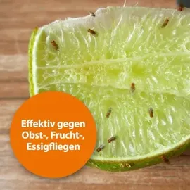 ARDAP Fruchtfliegenfalle