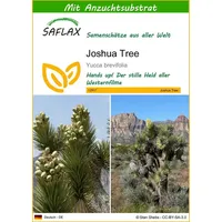 SAFLAX - Joshua Tree - 10 Samen - Mit