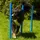 Procyon Agility Set 11 cm Blau