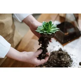 Biovita Kakteenerde 5 l