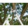 Gardena Astschere EasyCut 680 A