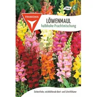 Frankonia Löwenmaul, halbhohe Prachtmischung