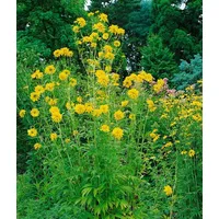 Pflanzen-für-dich.de - Rudbeckia laciniata 'Goldquelle' p 1