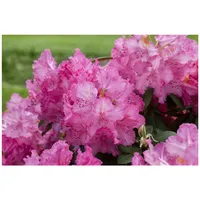 Pflanzen Für Dich Rhododendron Hybr. 'Haithabu', Rhododendron, rosa Blüten,
