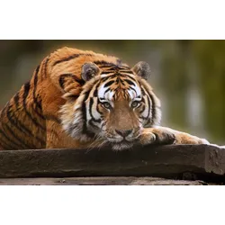 Fototapete PAPERMOON "TIGER-NATUR LÖWE GEPARD PUMA JAGUAR DSCHUNGEL TIERE XXL", bunt, B:5,00m L:2,80m, Vlies, Tapeten