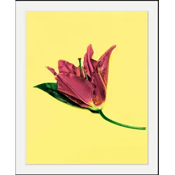 queence Bild »Blume«, Blumen-Blumenbilder-Pflanzen-Kunst, HD Premium Poster-Druck inkl. Holzrahmen queence Farbe Rahmen: schwarz + Farbe Bild(er): bunt