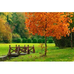 Fototapete PAPERMOON "Kleine Brücke in Garten", bunt, B:3,50m L:2,60m, Vlies, Tapeten