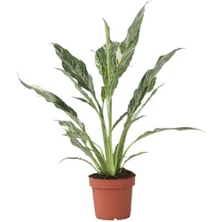 Plant in a Box Einblatt - Spathiphyllum Diamond Höhe 40-50cm