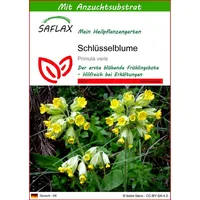 SAFLAX - Heilpflanzen - Schlüsselblume - 100 Samen -