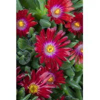 Pflanzen Für Dich Delosperma congestum, Mittagsblume, gelb, ca. 9x9