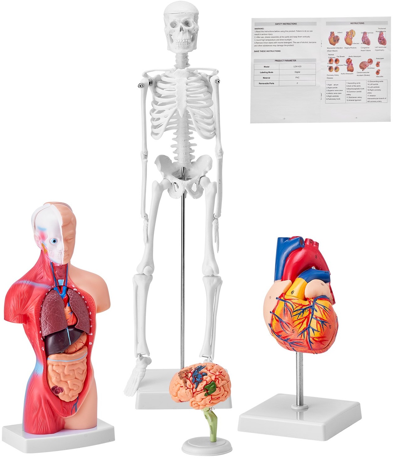 VEVOR 4-teilige Menschliche Anatomiemodelle Menschlicher Körper Anatomie Modell, Vollskelett / Vollorganset / Herz / Gehirn Abnehmbarer Menschlicher Körper Modell, für Medizinstudenten Ärzte & Lehrer