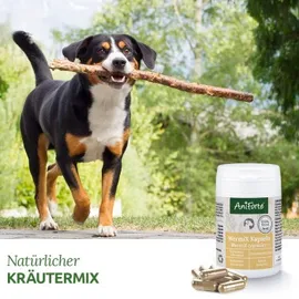 AniForte Wurm-formel 50 Kapseln
