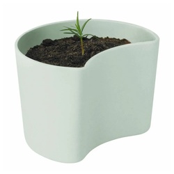 RIG-TIG Anzuchttopf YOUR TREE mit Samen Green grün