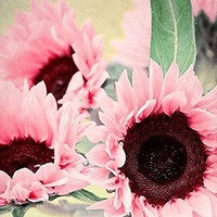 TOYHEART 50 Stück Premium Blumensamen, Samen Natürlicher Großer Wasserbedarf Blume Rosa Sonnenblumenkerne Für Fenster Sonnenblumenkerne