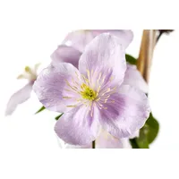 PlantaPro Clematis montana 'Rubens' 80-100 cm - Berg-Waldrebe, rosa