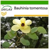 Saflax - Gelber Orchideenbaum - 30 Samen - Mit keimfreiem Anzuchtsubstrat - Bauhinia tomentosa