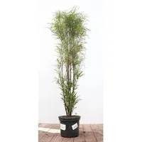 Pflanzen Für Dich Rhamnus frangula 'Asplenifolia', Faulbaum, schmalblättrig, 80–100