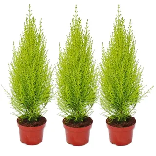 Exotenherz Cupressus Wilma 3er Set