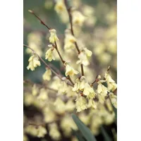 Pflanzen Für Dich Corylopsis pauciflora, Scheinhasel, zartgelb, 40–60 cm