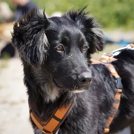 AnnyX Brustgeschirr Fun Hundegeschirr