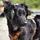 AnnyX Brustgeschirr Fun Hundegeschirr