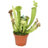 EXOTENHERZ Schlauchpflanze Sarracenia Überraschungssorte 9cm Topf