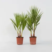 Plant in a Box - Mexikanische Fächerpalme - 2